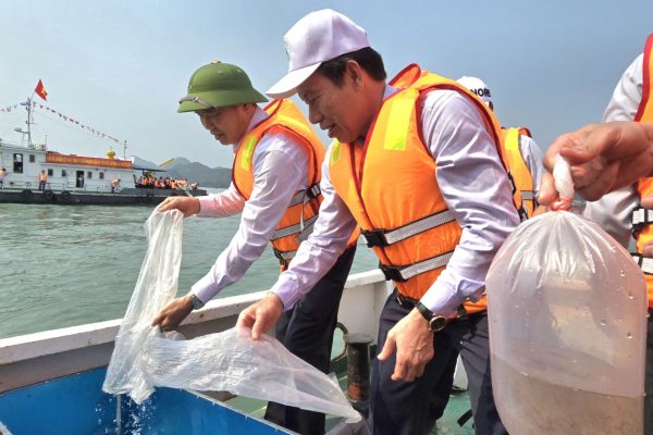 Hơn 1 triệu con giống thủy sản được thả xuống vùng biển Cát Bà.